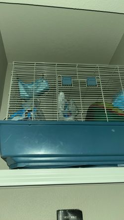 guniea pig cage