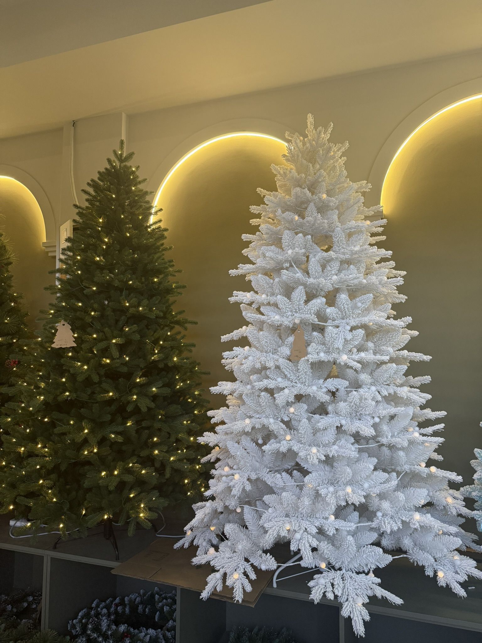 CHRISTMAS TREES FOR SALE