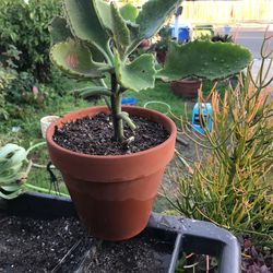 Todas Las Tardes Vendo Plantas 🪴 Después De Las 4 Pm Todos Los Días