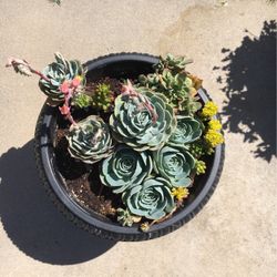 Multiple Succulent Plants Gorgeous Pot!!
