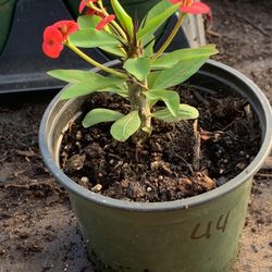 Crown of Thorns, Euphorbia milii, Madagascar Christ Thorn