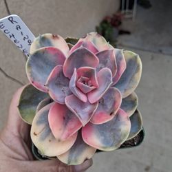 Echeveria Rainbow Variegated Succulent Plant $20