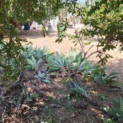 Plants 