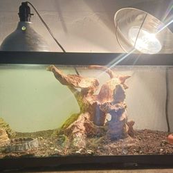 Bearded Dragon Tank