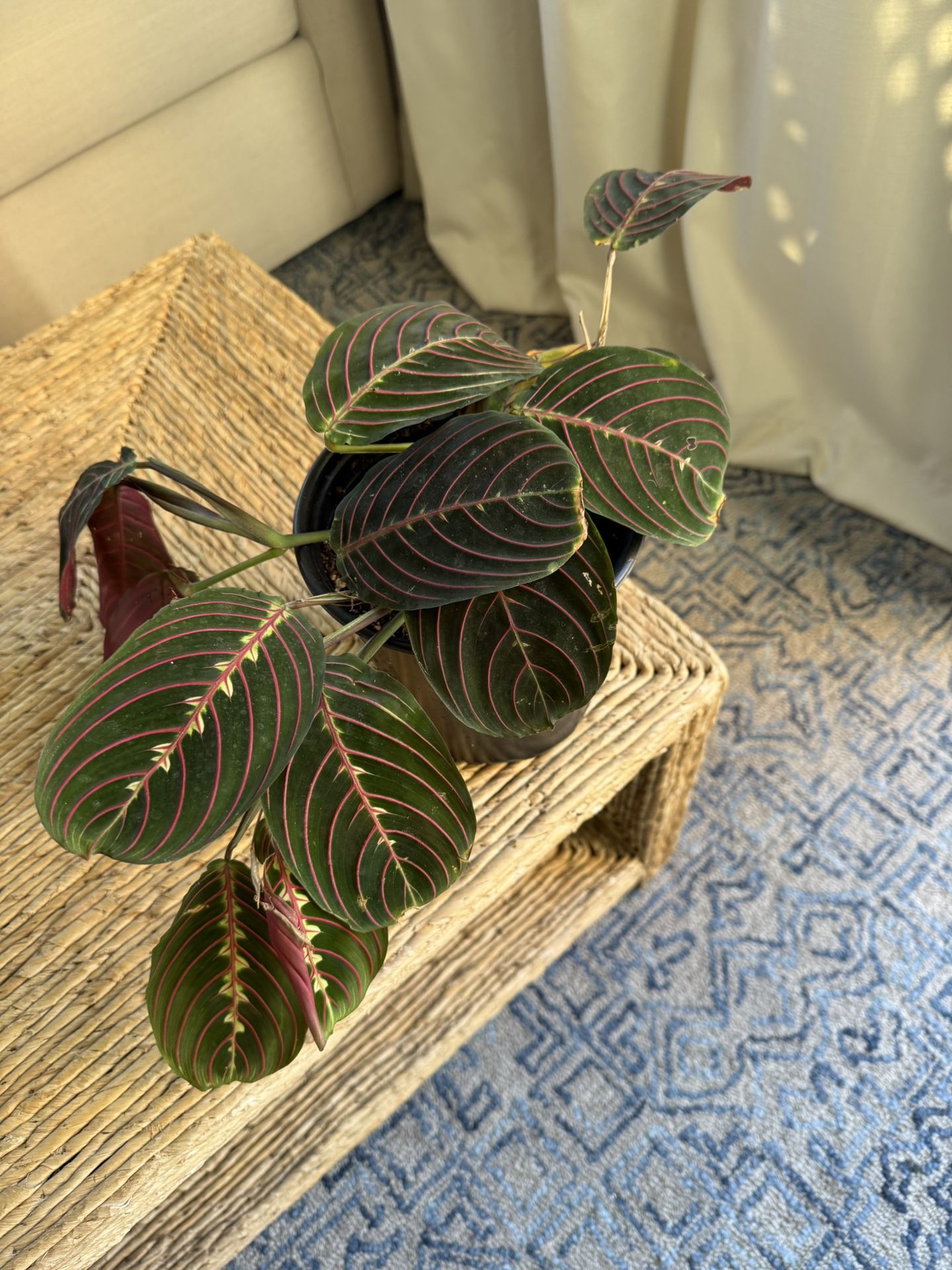 Prayer Plant
