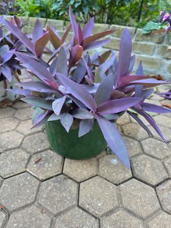Wondering Jew Purple Heart