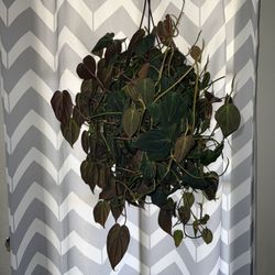 Philodendron micans plant