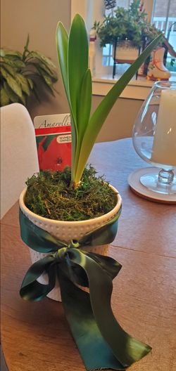 Amaryllis