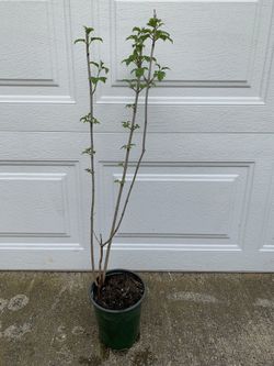 High Bush Cranberry Sapling Bush