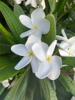Vendo Cortes de plumeria $10 y 15