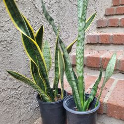 Air purifying Snake Plant in 1gal pot @$5 each
