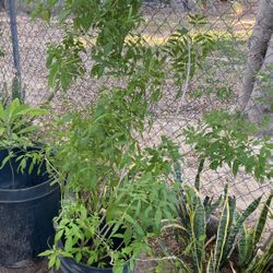 Planta De Esperaza Grande Floreando $15.00