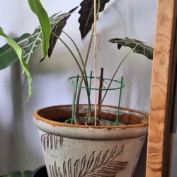3 House Plants 