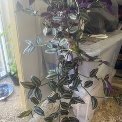 Long Shi Plant