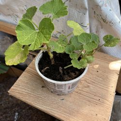  Kabocha Plant