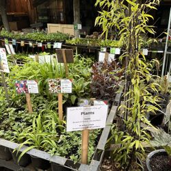 Plant Sale And Garage Sale 