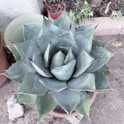 Agave Large