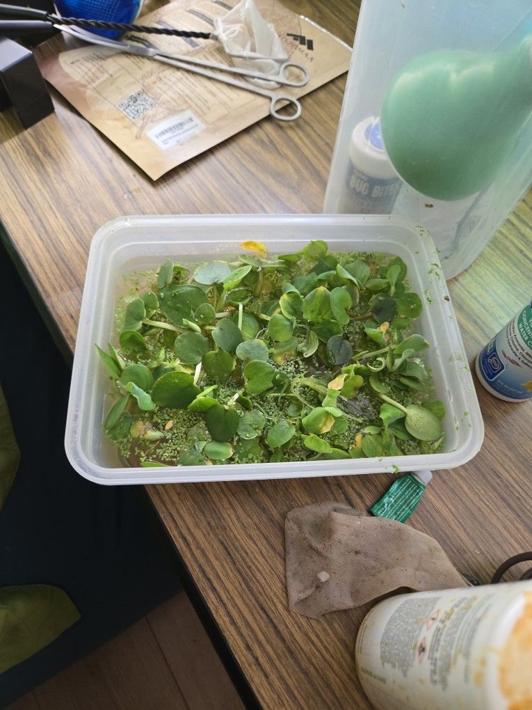 Floating Aquarium Plants