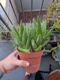 Noble Aloe 4in pot