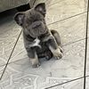 Bobby