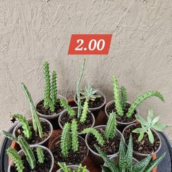 Chisme Flor Grande Y Succulentas 