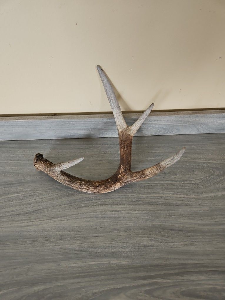 Deer Antler