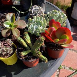 Succulent Plants For $5 Each 
