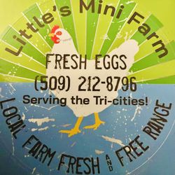 A Dozen Free Range Eggs For Only $4.00