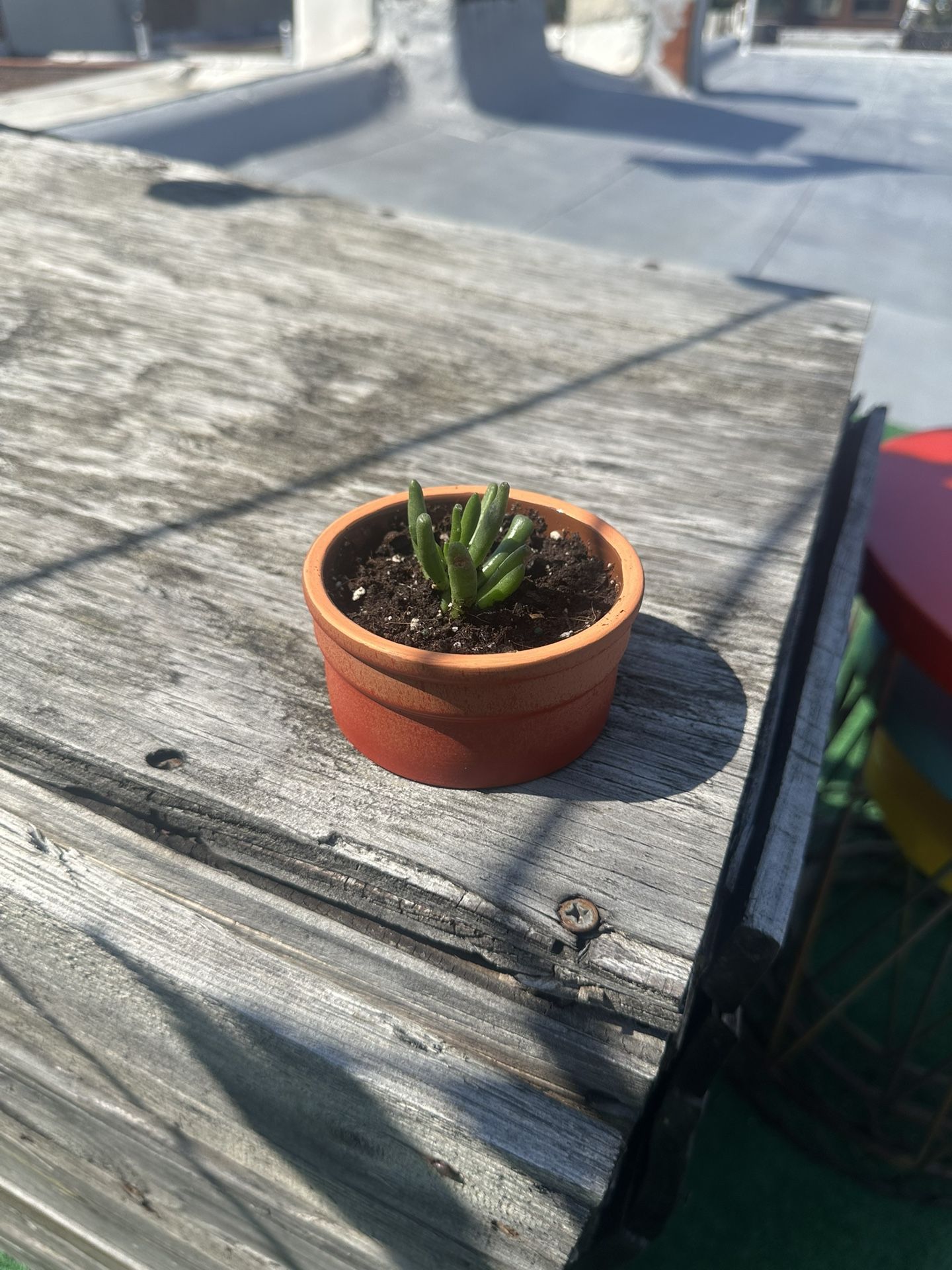 Jade Plant with Pot