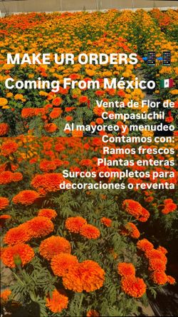 ❗️Flor De Cempasúchil ❗️