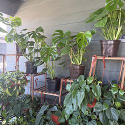 Healthy Houseplants/Indoor Plants for $18 each except for Monstera’s