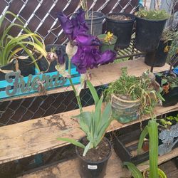 Heirloom iris bulb