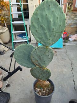 Beautiful Plant