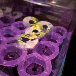 Growing Kit And D3vil’s Lettuce Seeds(read Description)