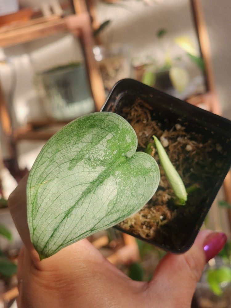 (Pending)scindapsus Platinum 2 Nodes