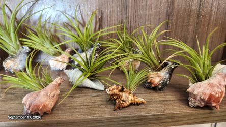 Small airplants in cute little shells