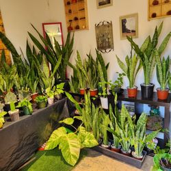 Plants SALE.  CACTUS.  SUCCULENTS 