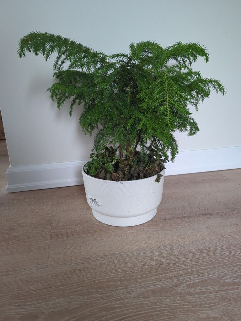 House Plant 