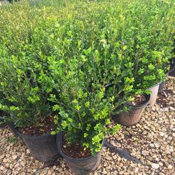 Wintergreen Boxwood (3 Gal)