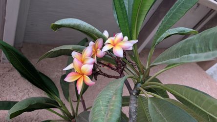 Plumaria Tricolor / Plumeria