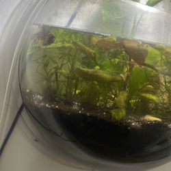 On wall plastic fish bowl comes with decoration and plants