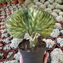Coral Cactus 