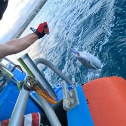 Charter North shore - Fishing - sunset tours