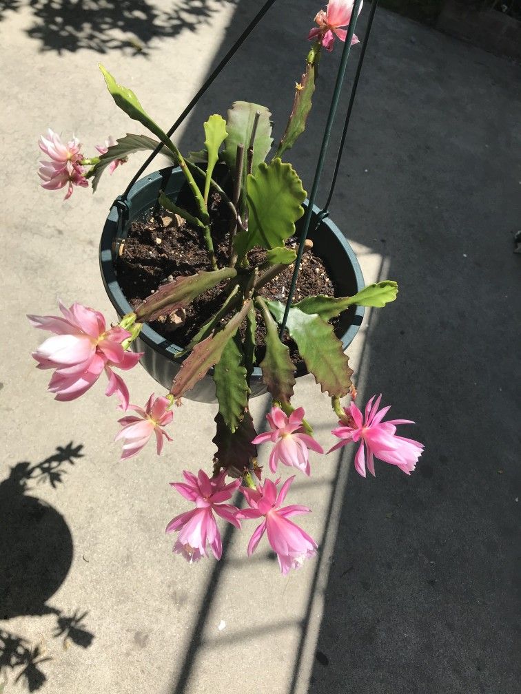 German Empress Epiphyllum Orchid Cactus (Pink)