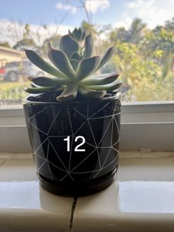 Various House Plants 🌱 🌵 