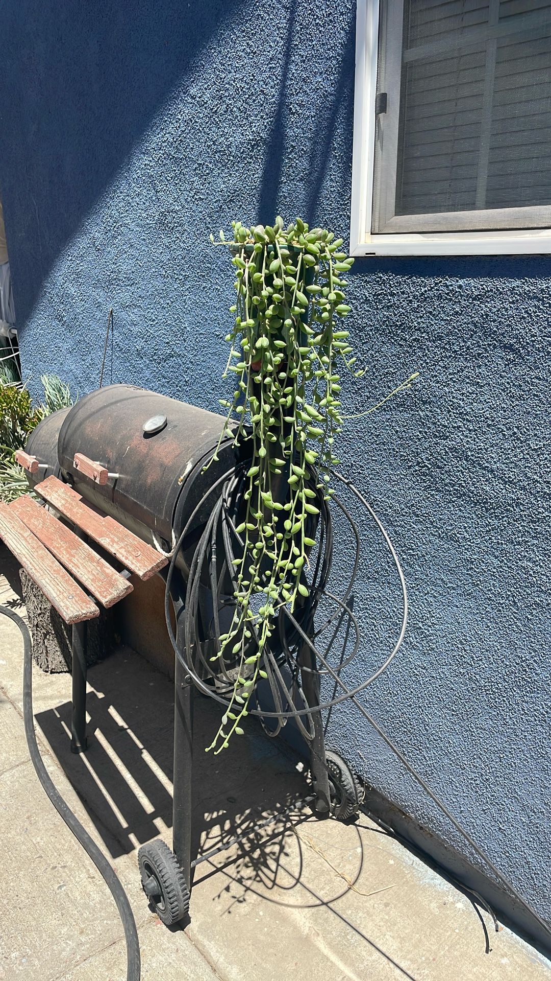 Planta de jardín de sandía
