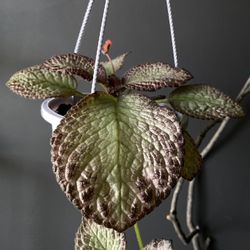 ✨Episcia 6" Hanger | Red Flower ✨ 