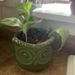 Owl Planter With Pothos Plant