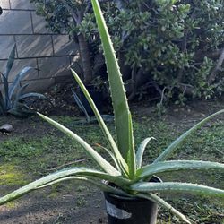 Aloe Vera Plants In A One Gallon Plastic Pot 