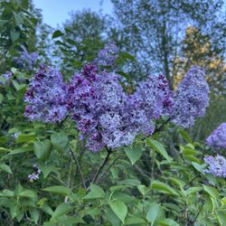 Lilacs Purple 